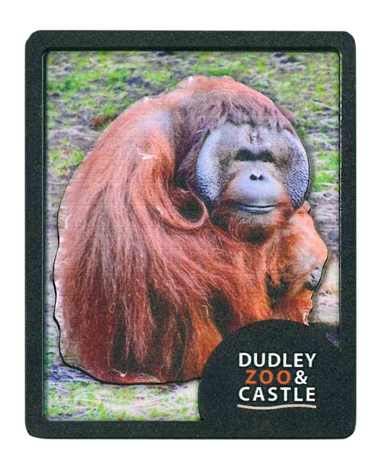 DZC Raised Wooden Magnet Orangutan